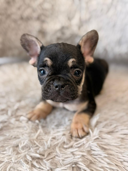 Nala