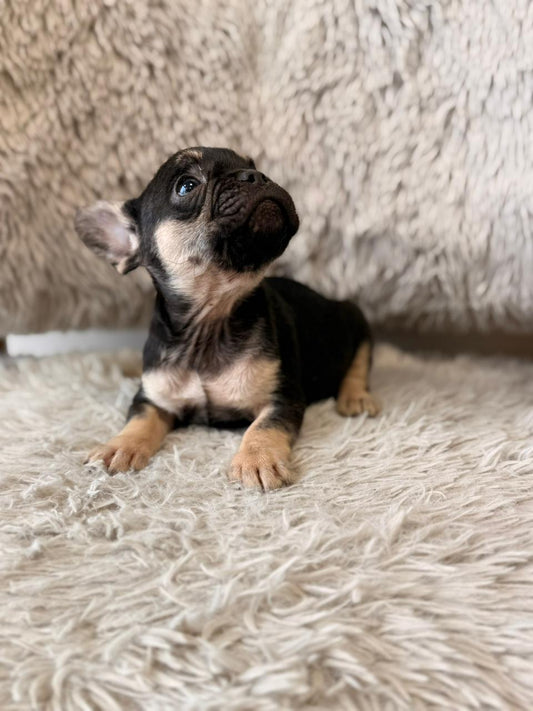 Nala