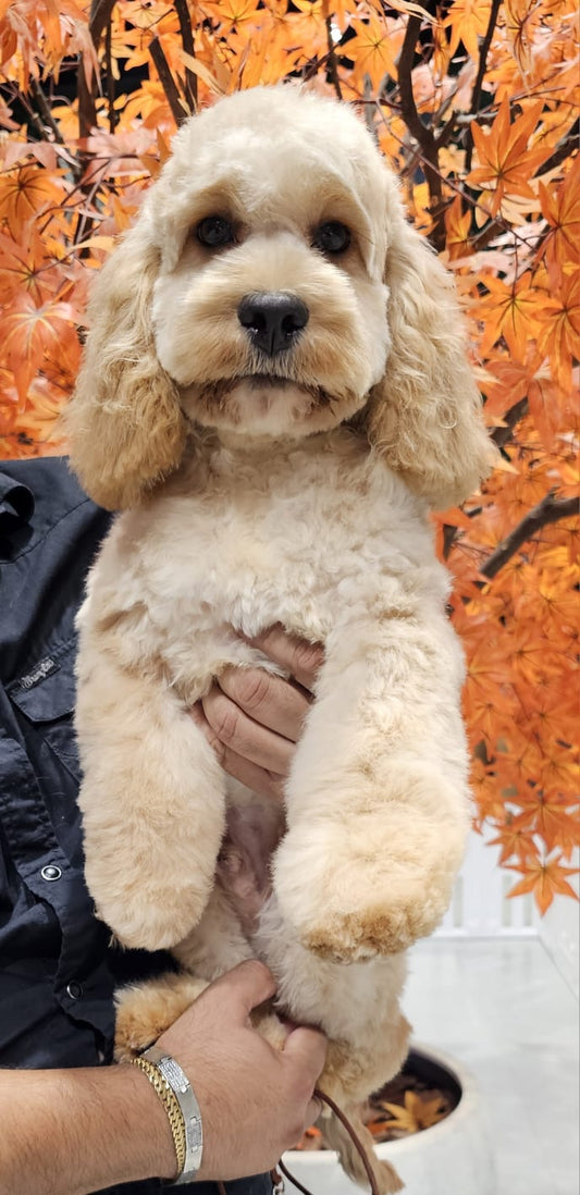 Otto