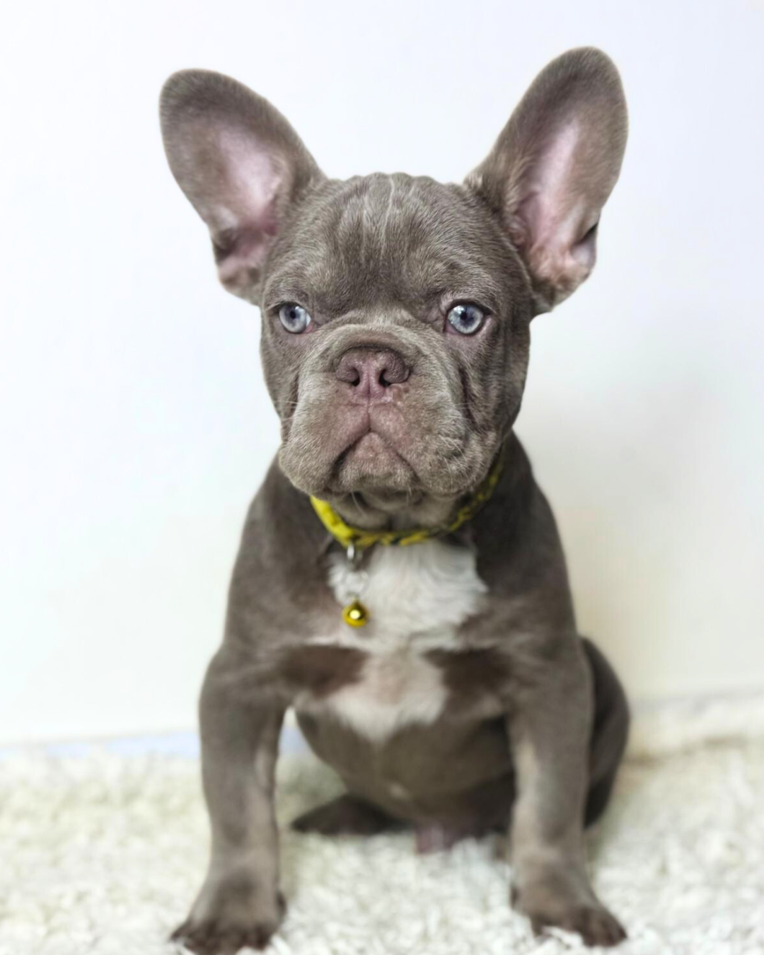 Zuri