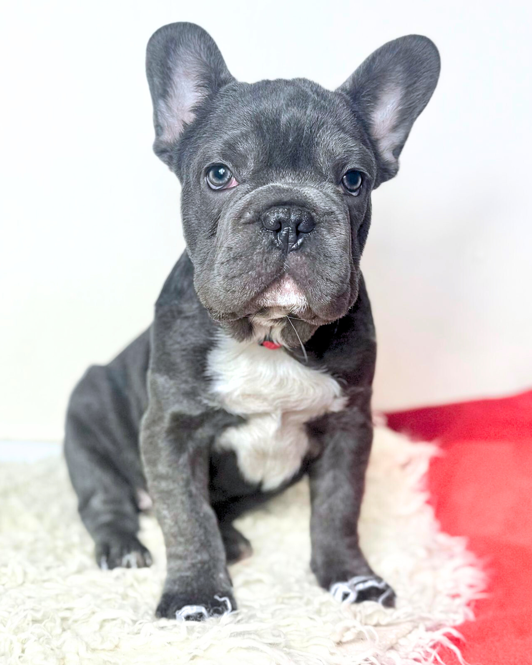 Loki