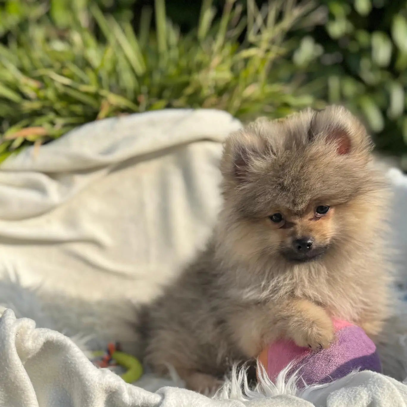 Angel Europets Dubai