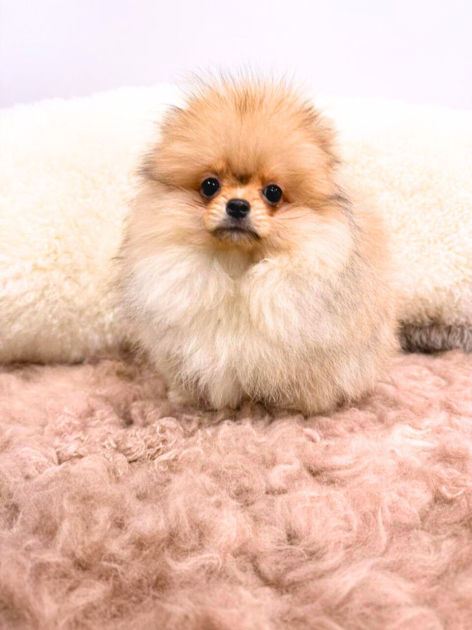 Maple