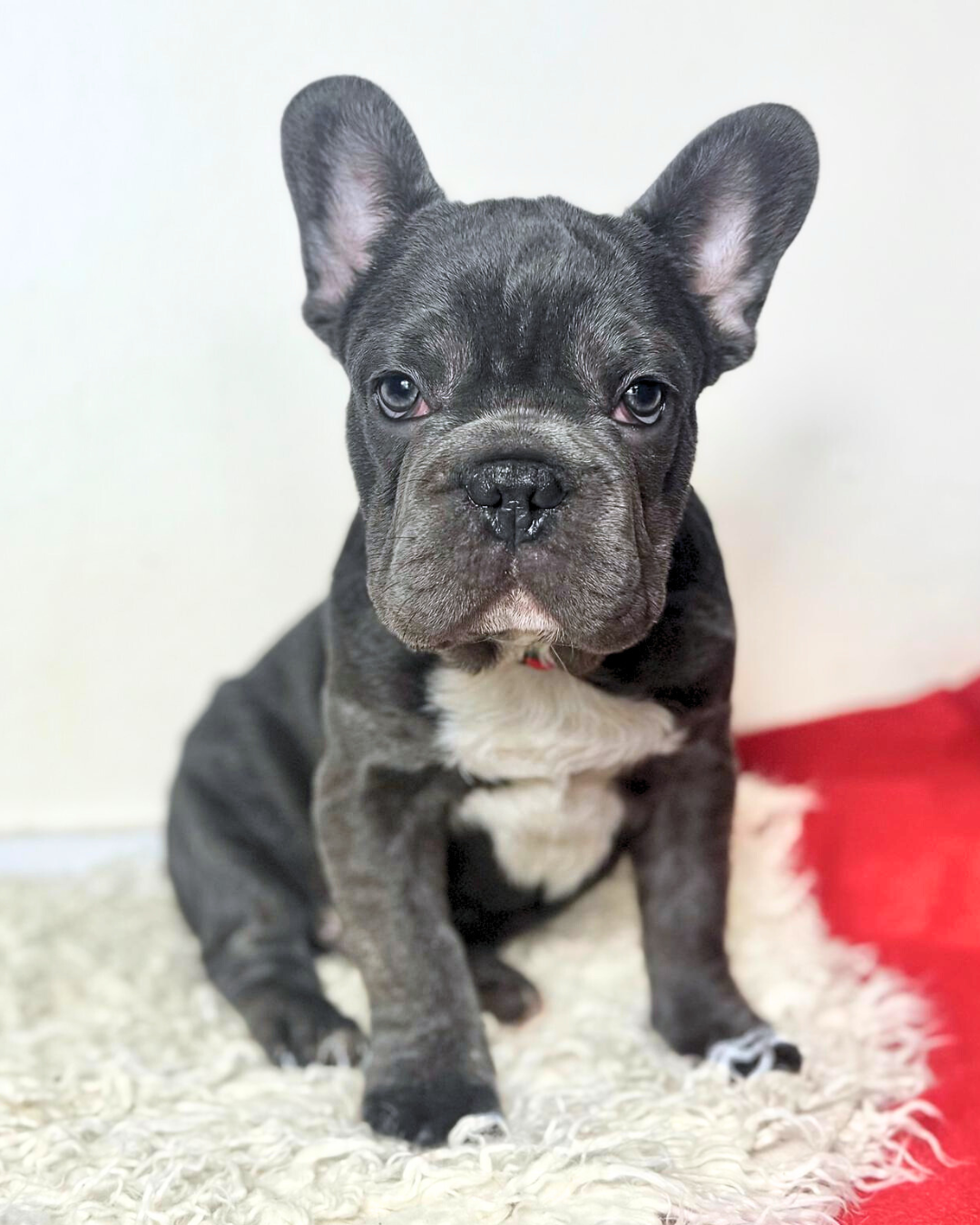 Loki