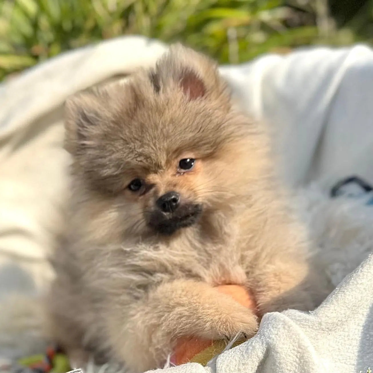 Angel Europets Dubai