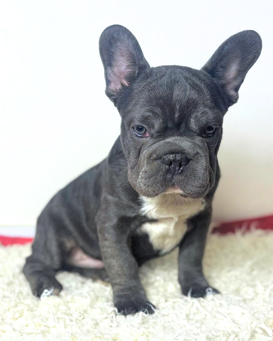 Loki