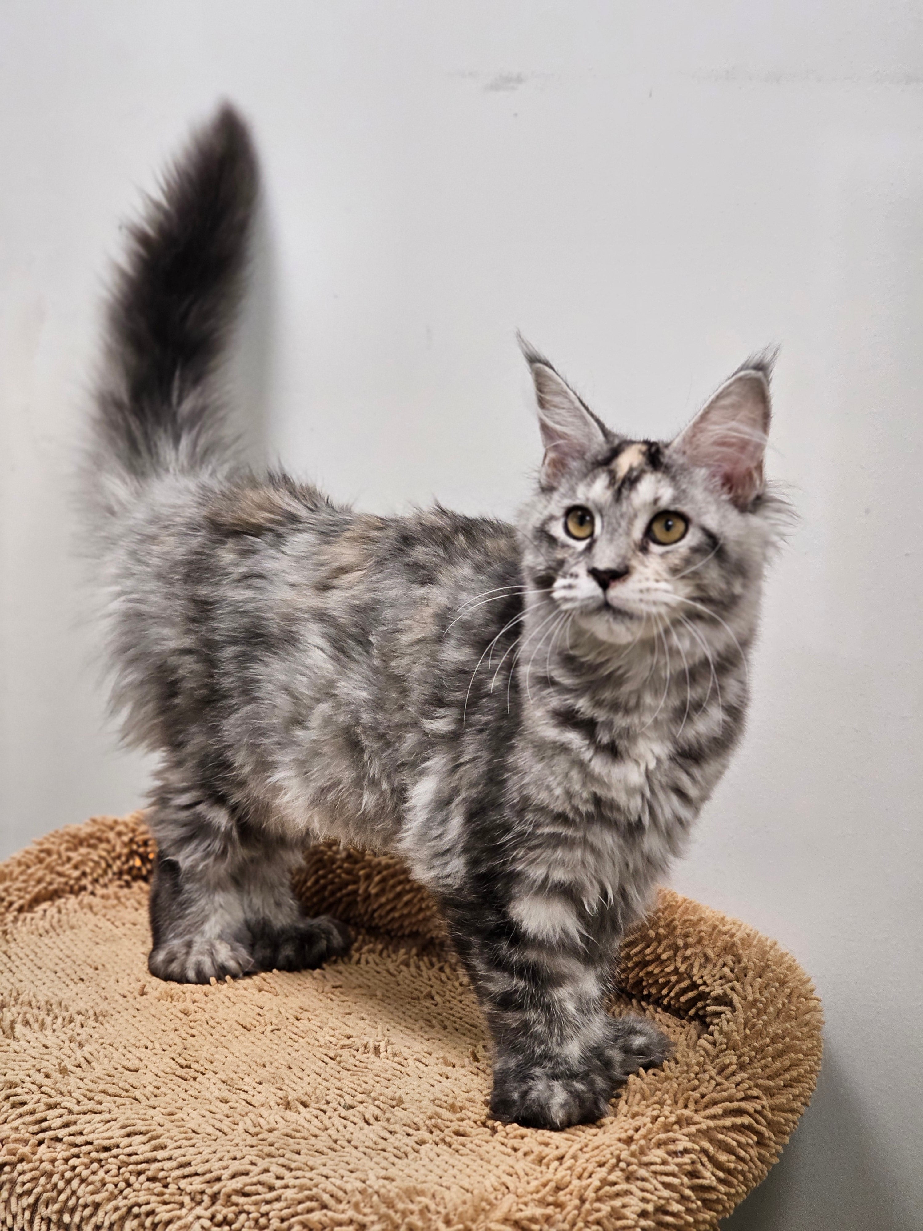 Ateena – Rare Silver Tortie Maine Coon Kitten