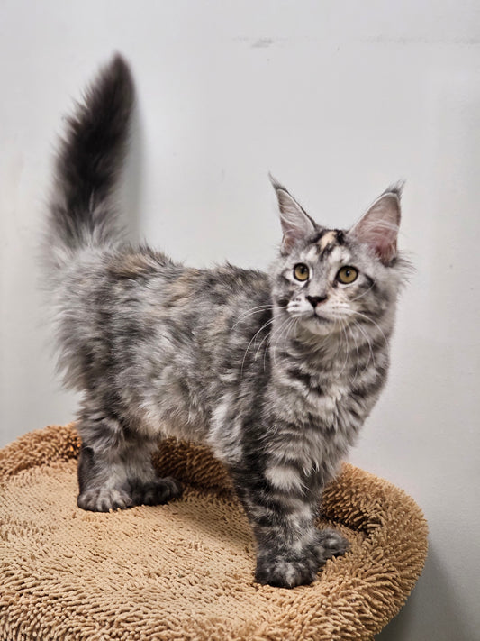 Ateena – Rare Silver Tortie Maine Coon Kitten