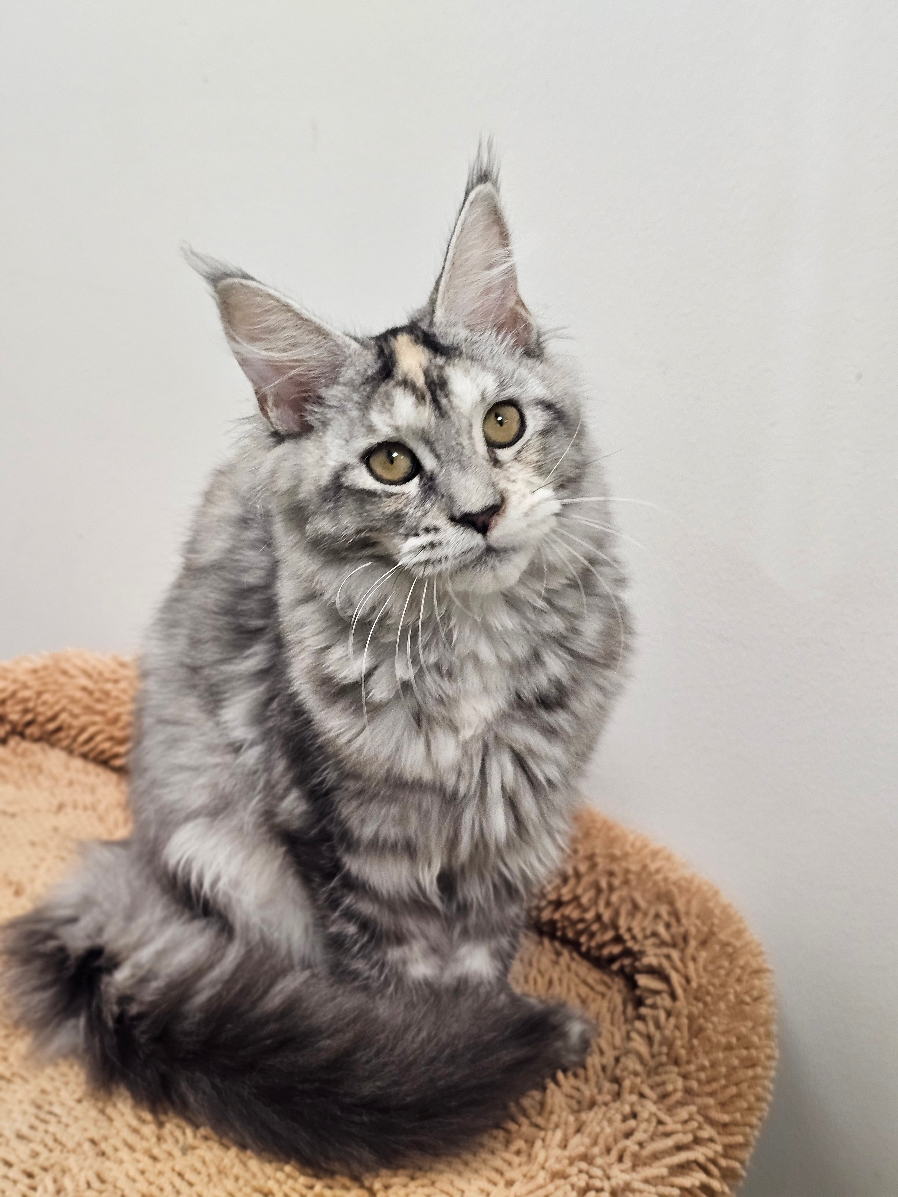 Ateena – Rare Silver Tortie Maine Coon Kitten