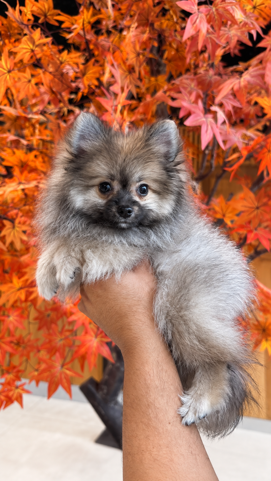 Miko, a male grey-and-cream sable Pomeranian puppy, held in front of autumn leaves at EuroPets Dubai.