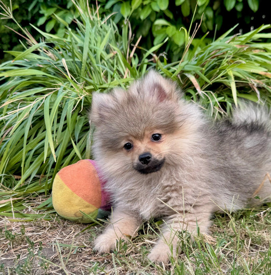 Angel Europets Dubai