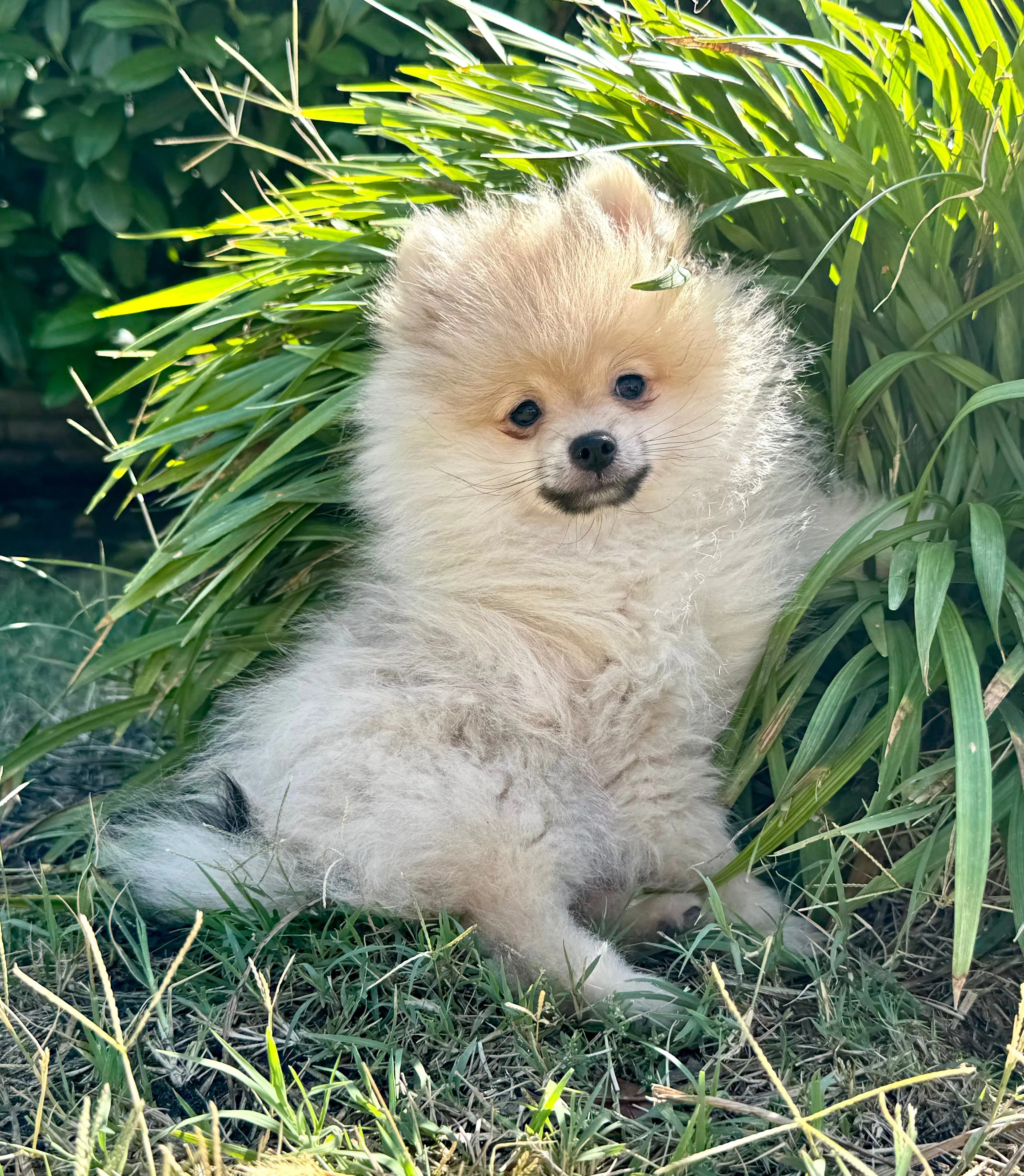 Milo Europets Dubai