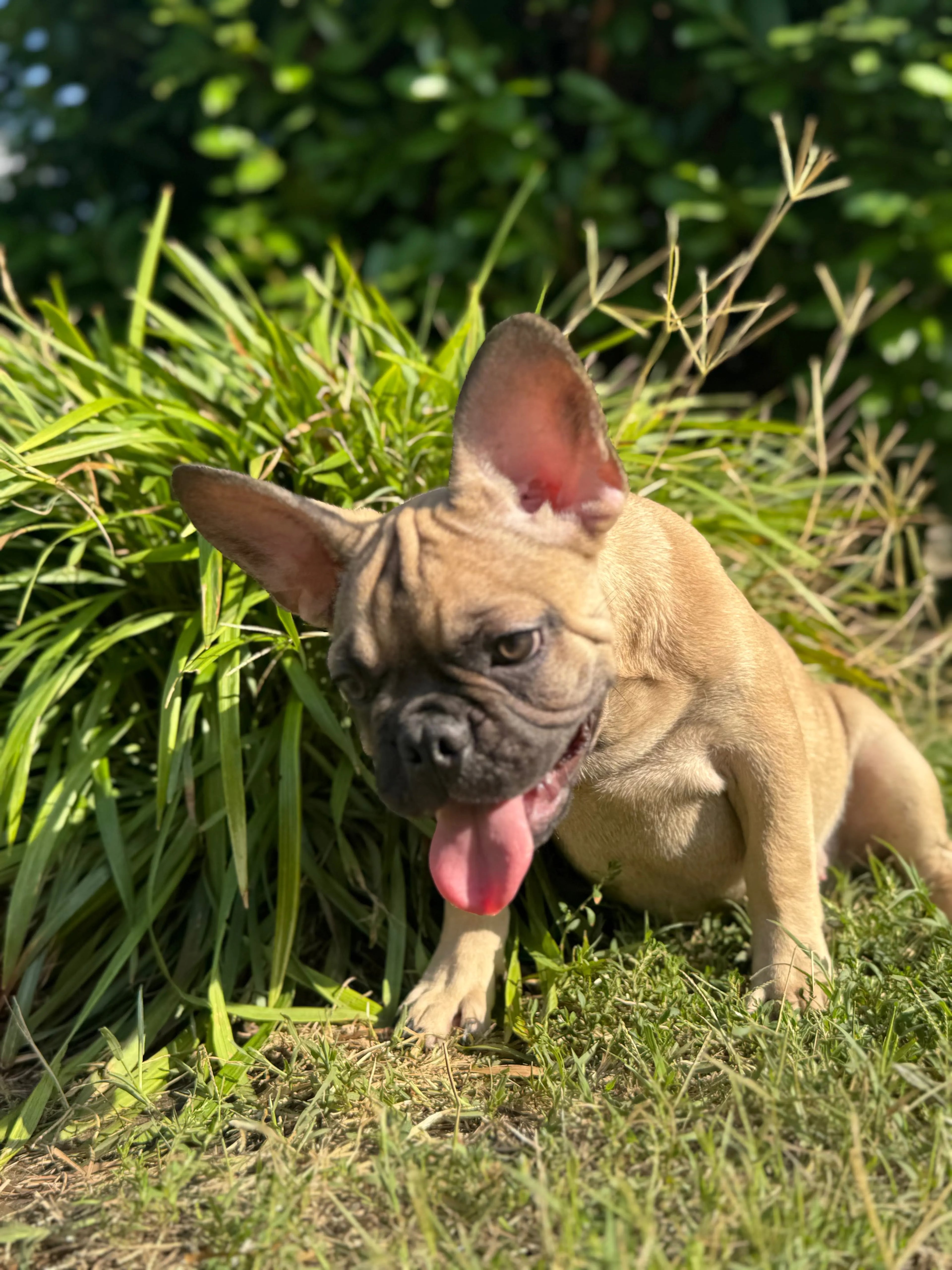 Biscuit Europets Dubai