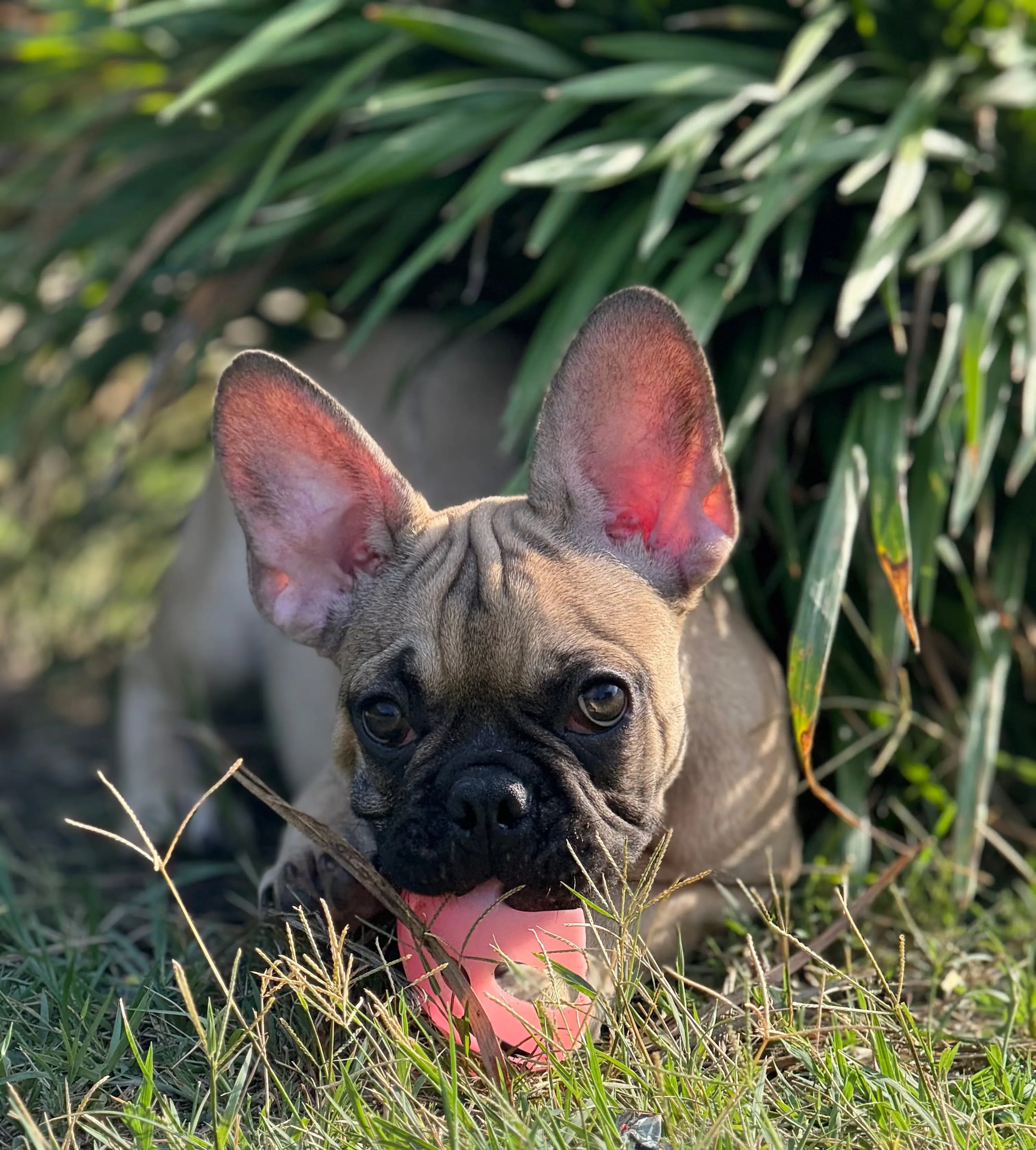 Biscuit Europets Dubai