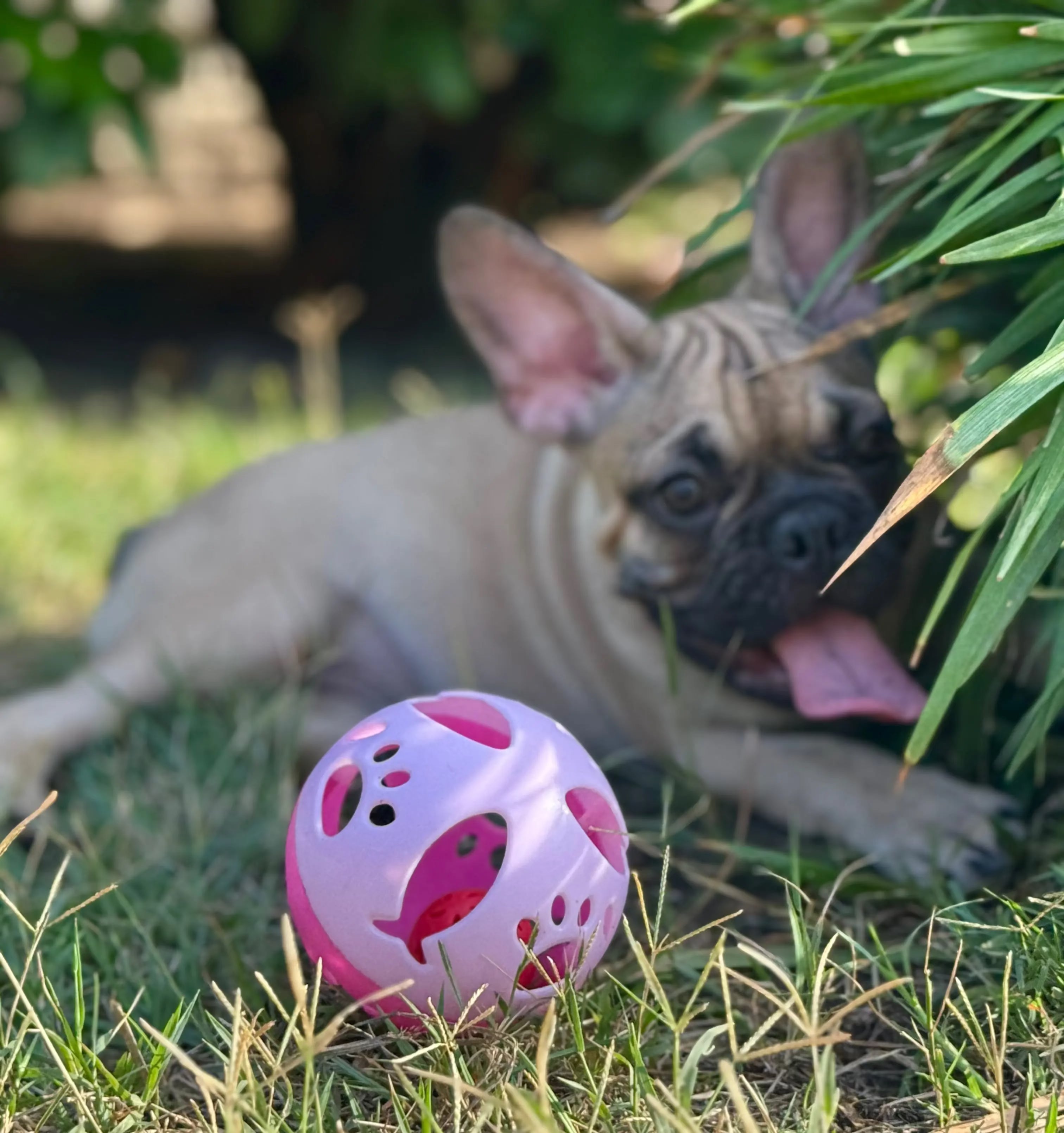 Biscuit Europets Dubai