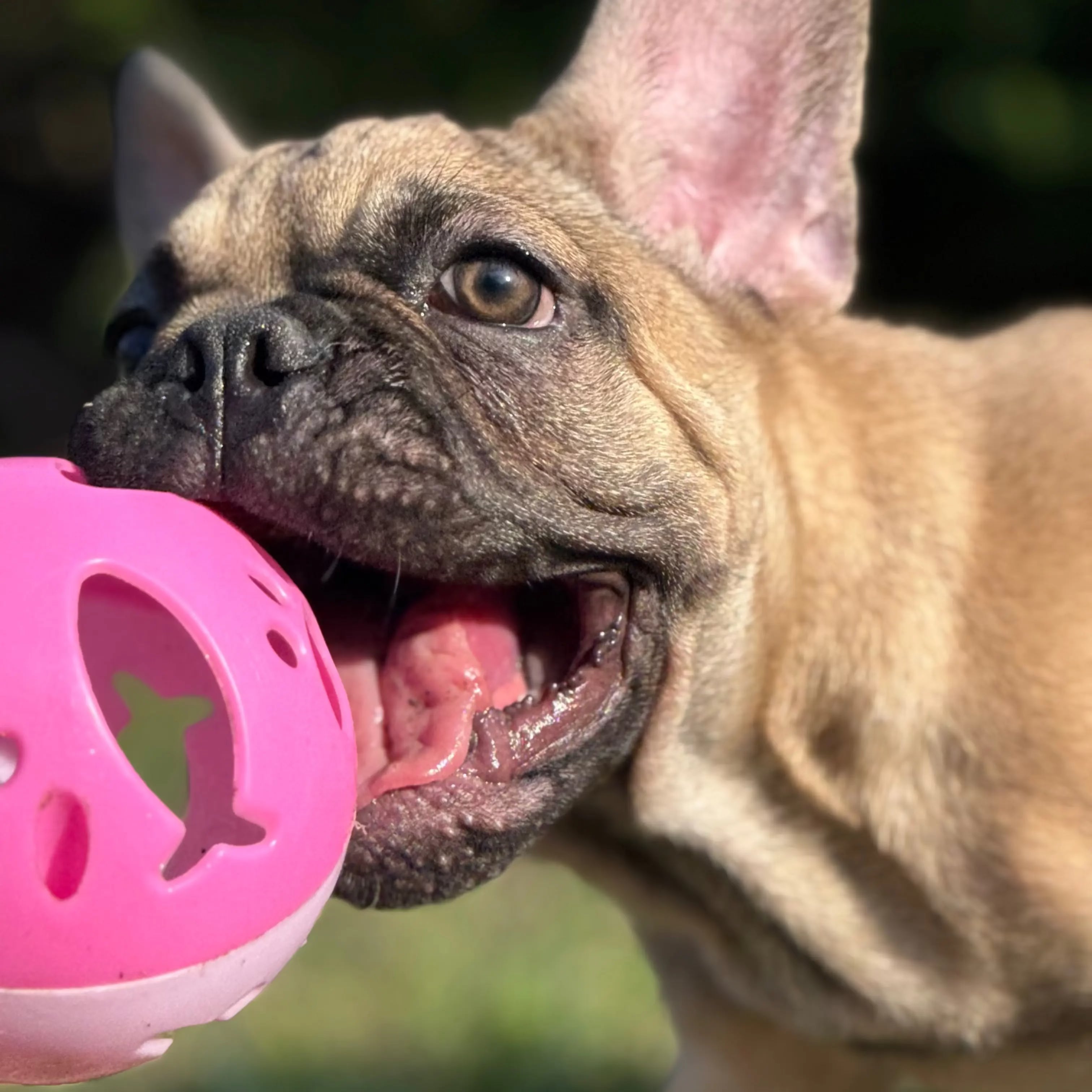 Biscuit Europets Dubai