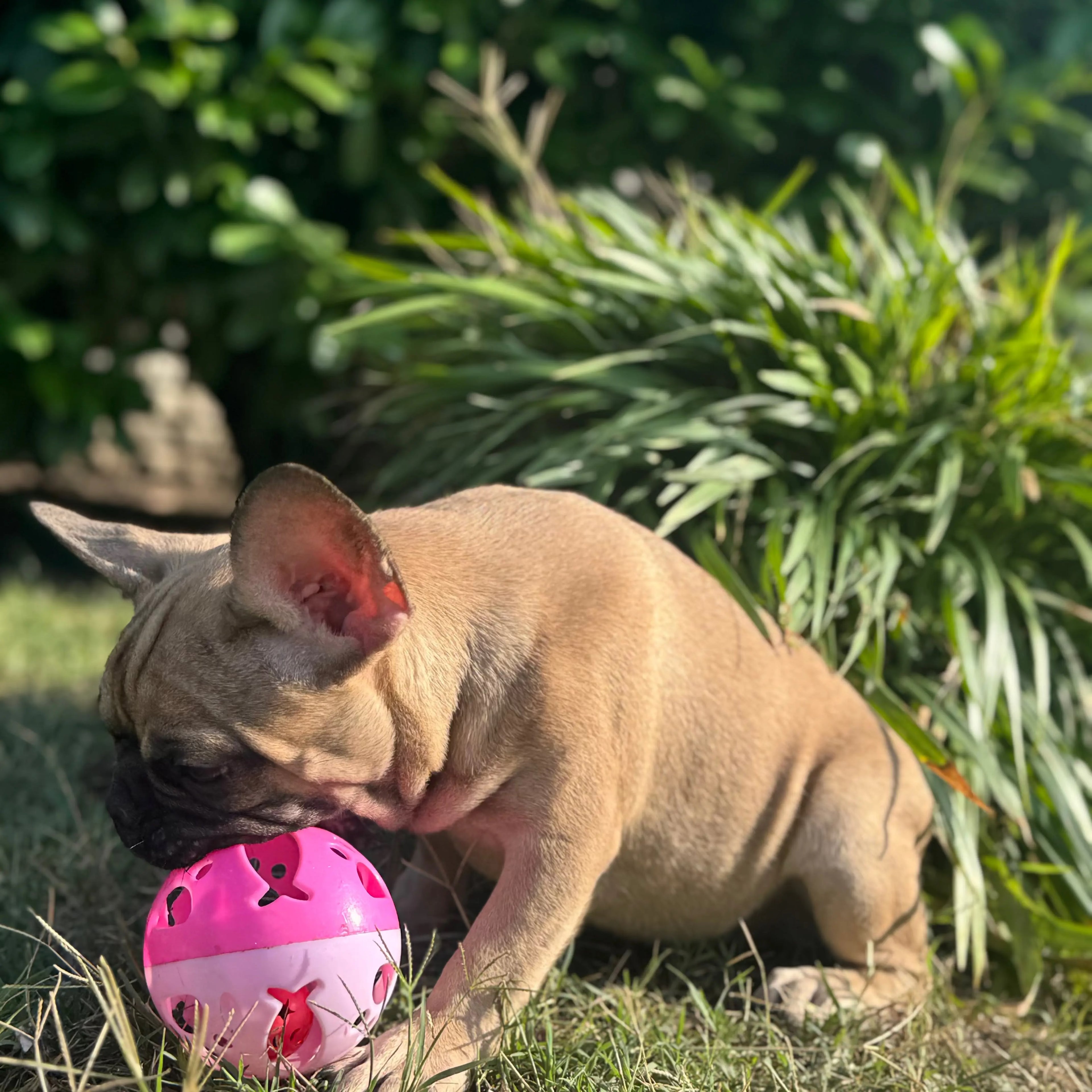 Biscuit Europets Dubai