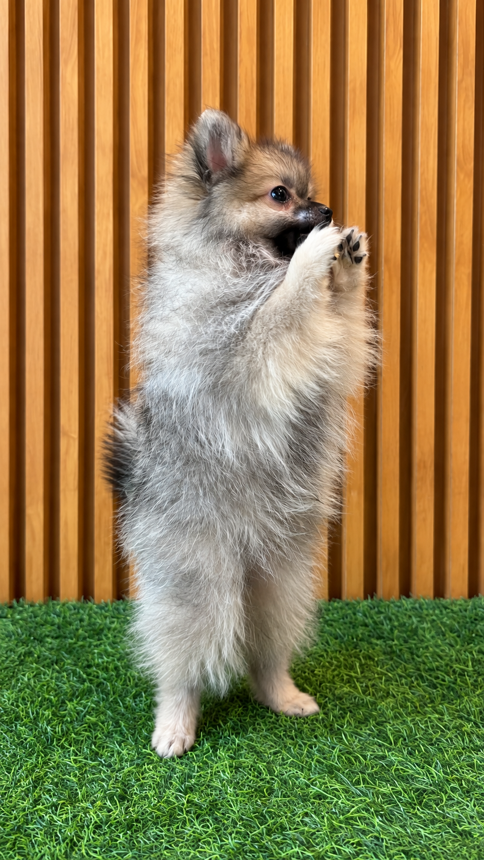 Miko, a male sable Pomeranian puppy standing on his hind legs in the EuroPets Dubai indoor play area.