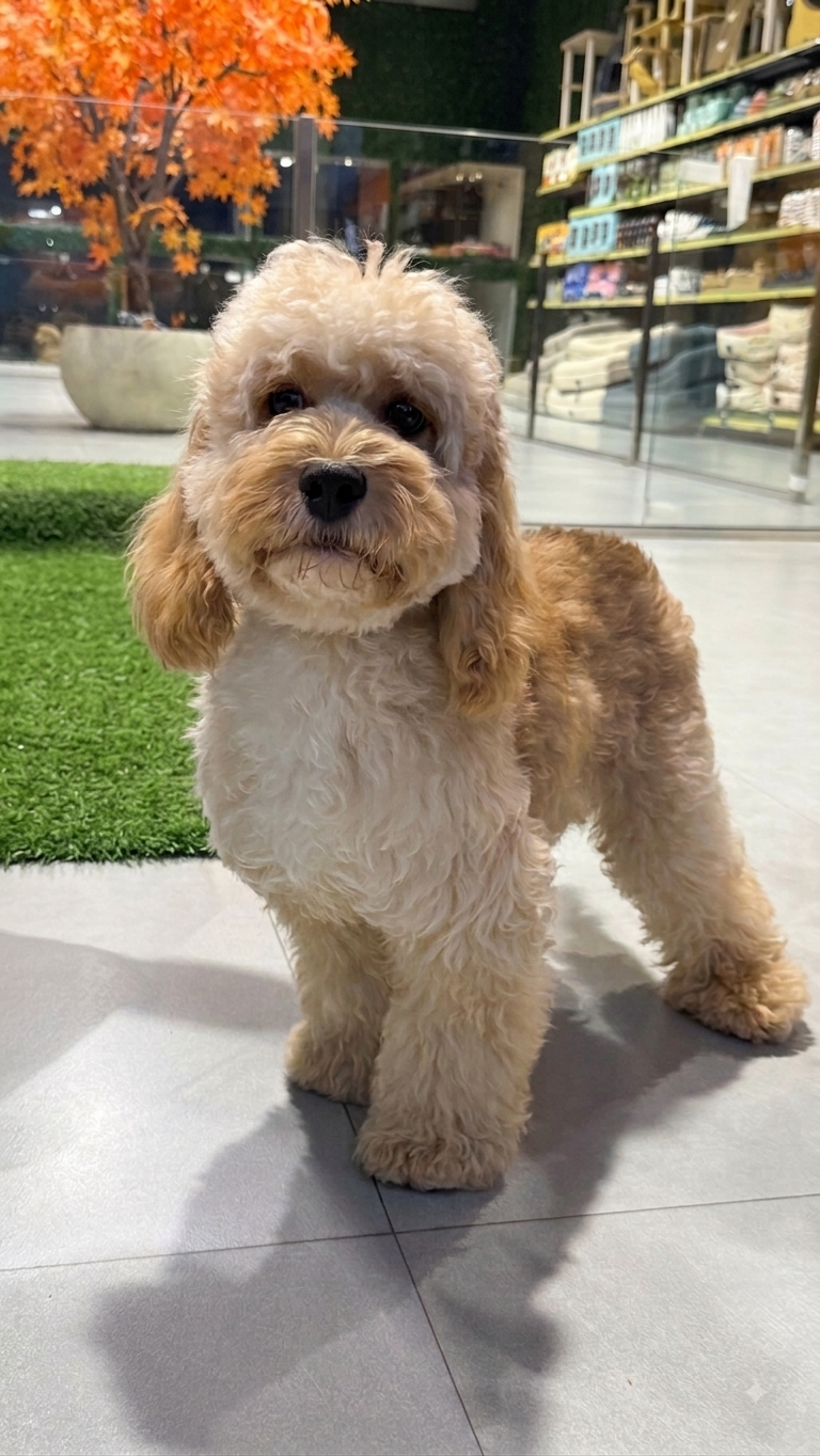 Otto