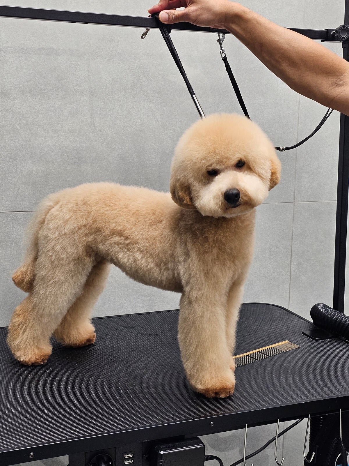 Teddyson