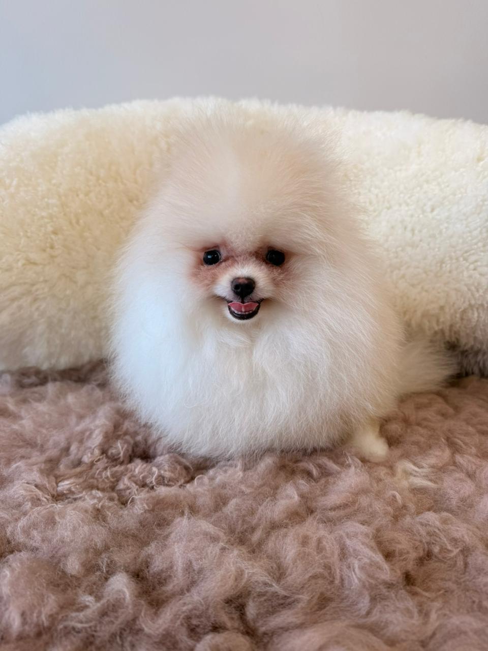 Snowball