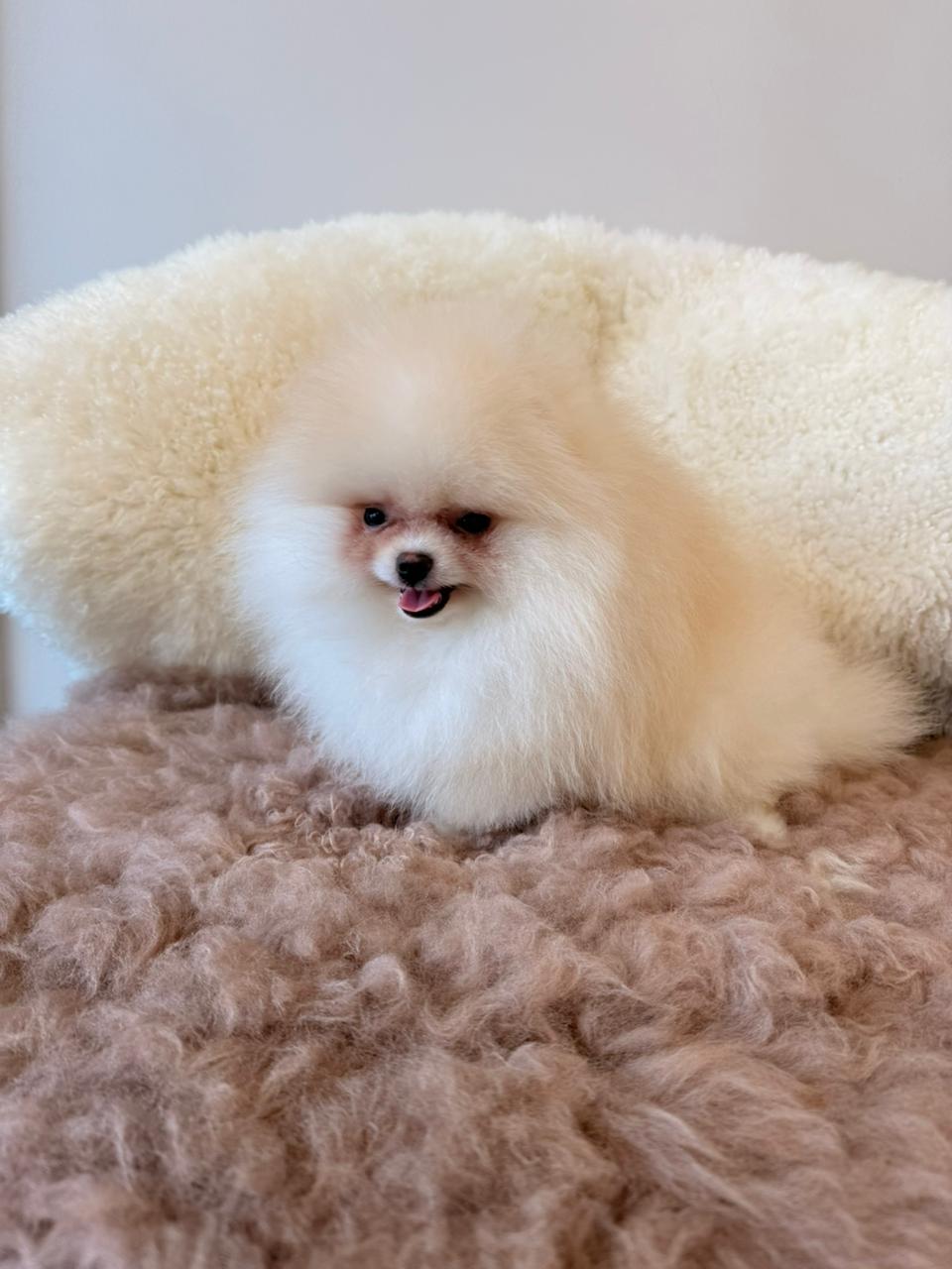Snowball