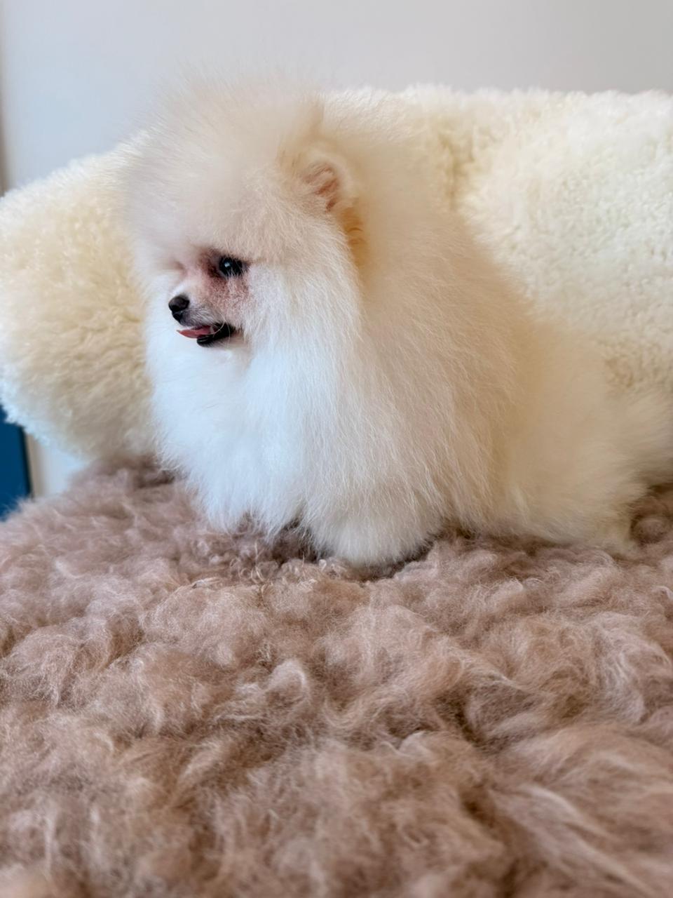 Snowball