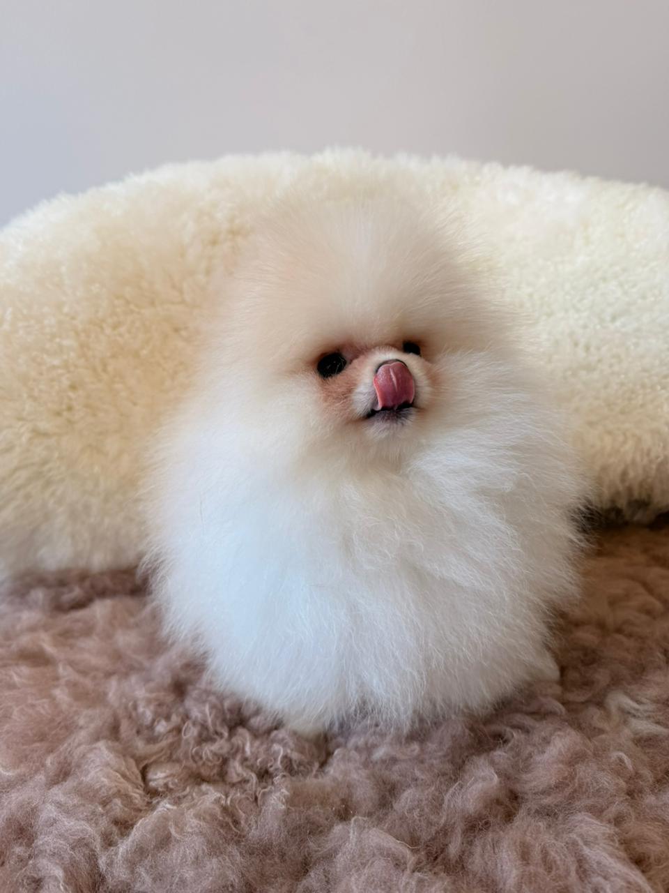 Snowball