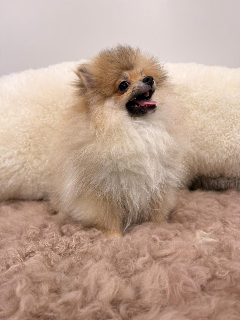 Maple