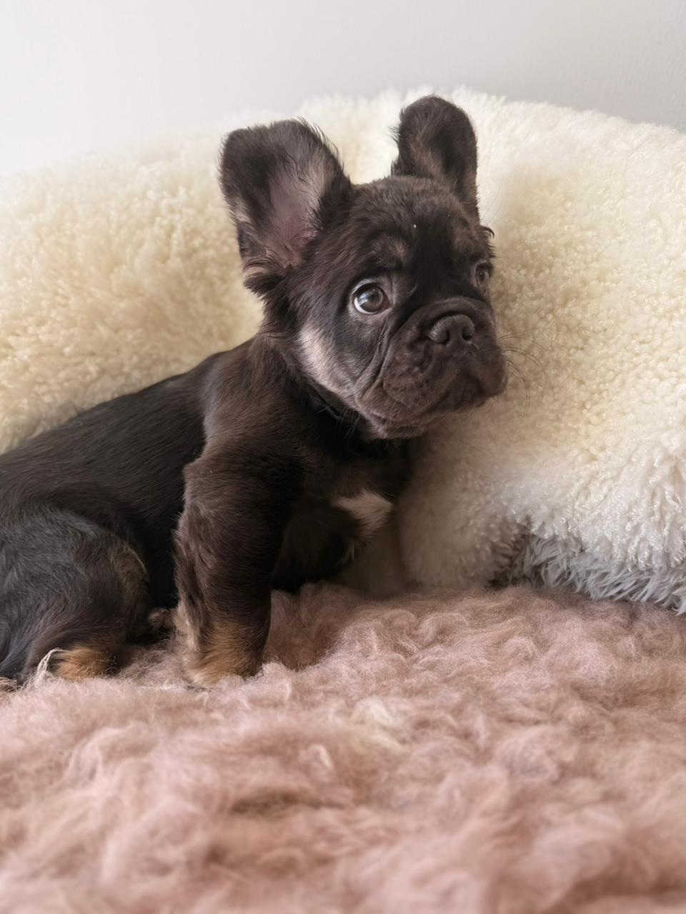 Onyx