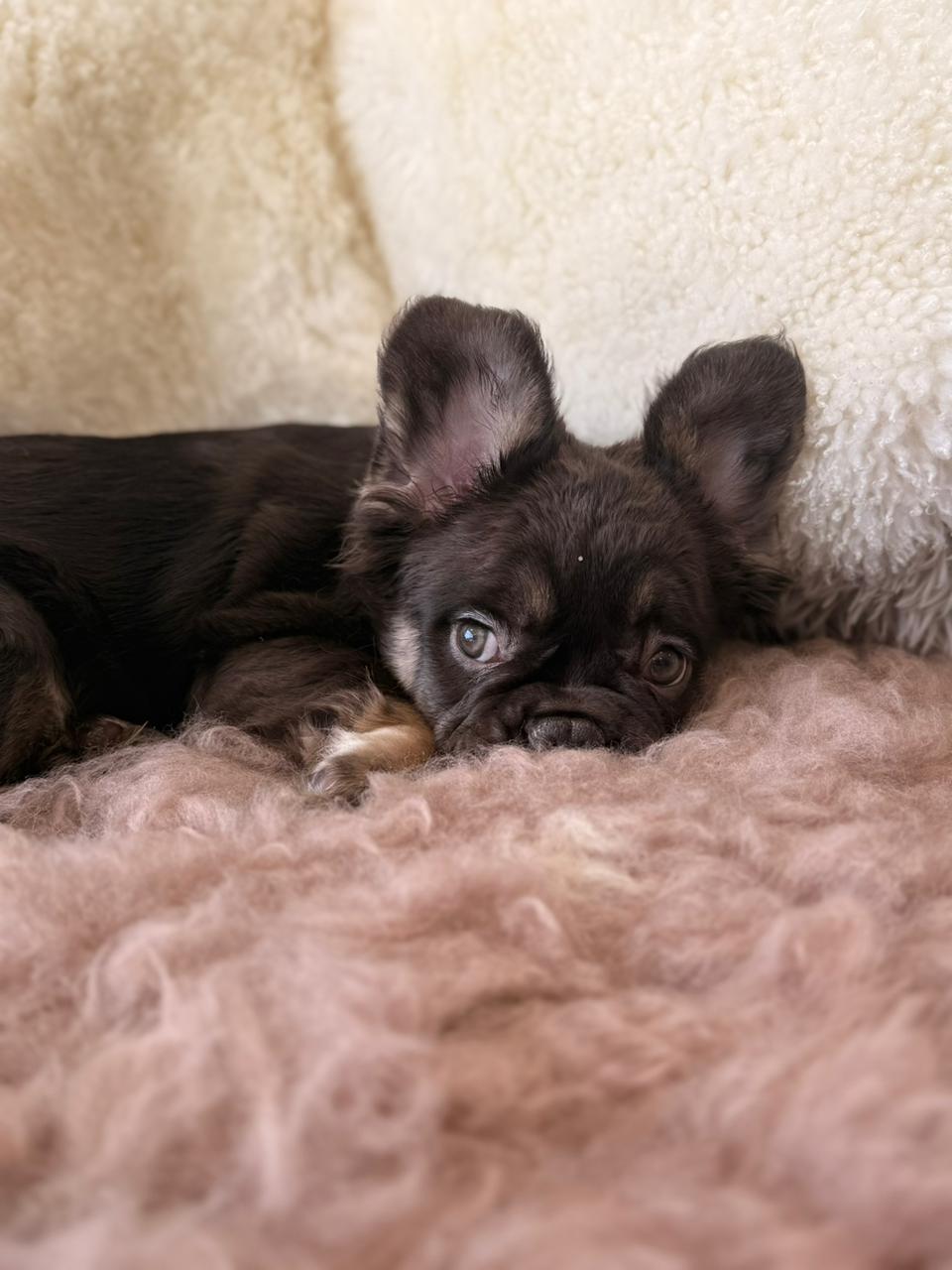 Onyx