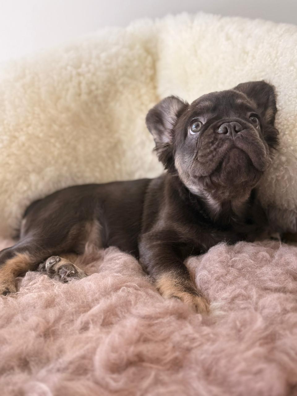 Onyx