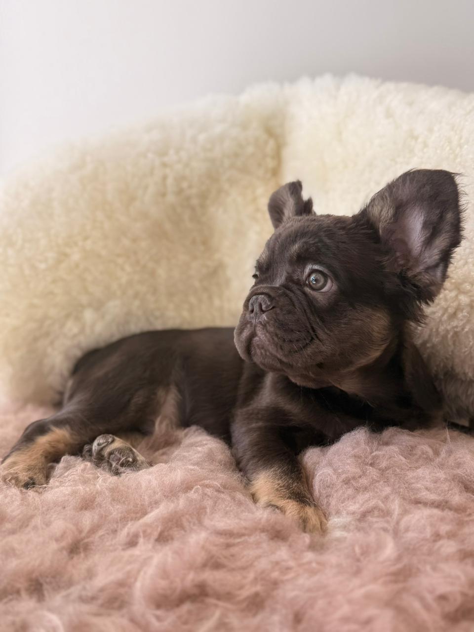 Onyx