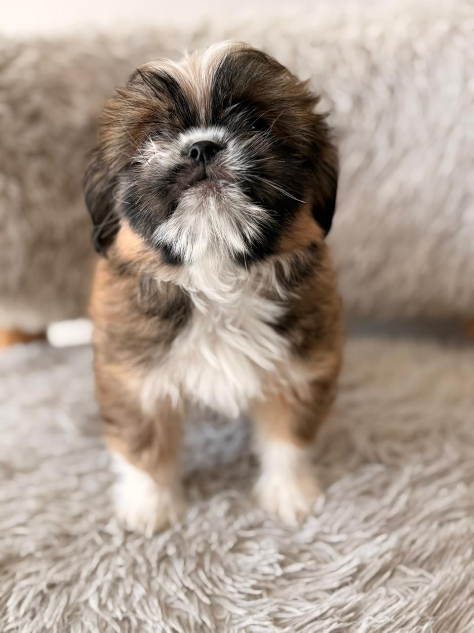 Layla