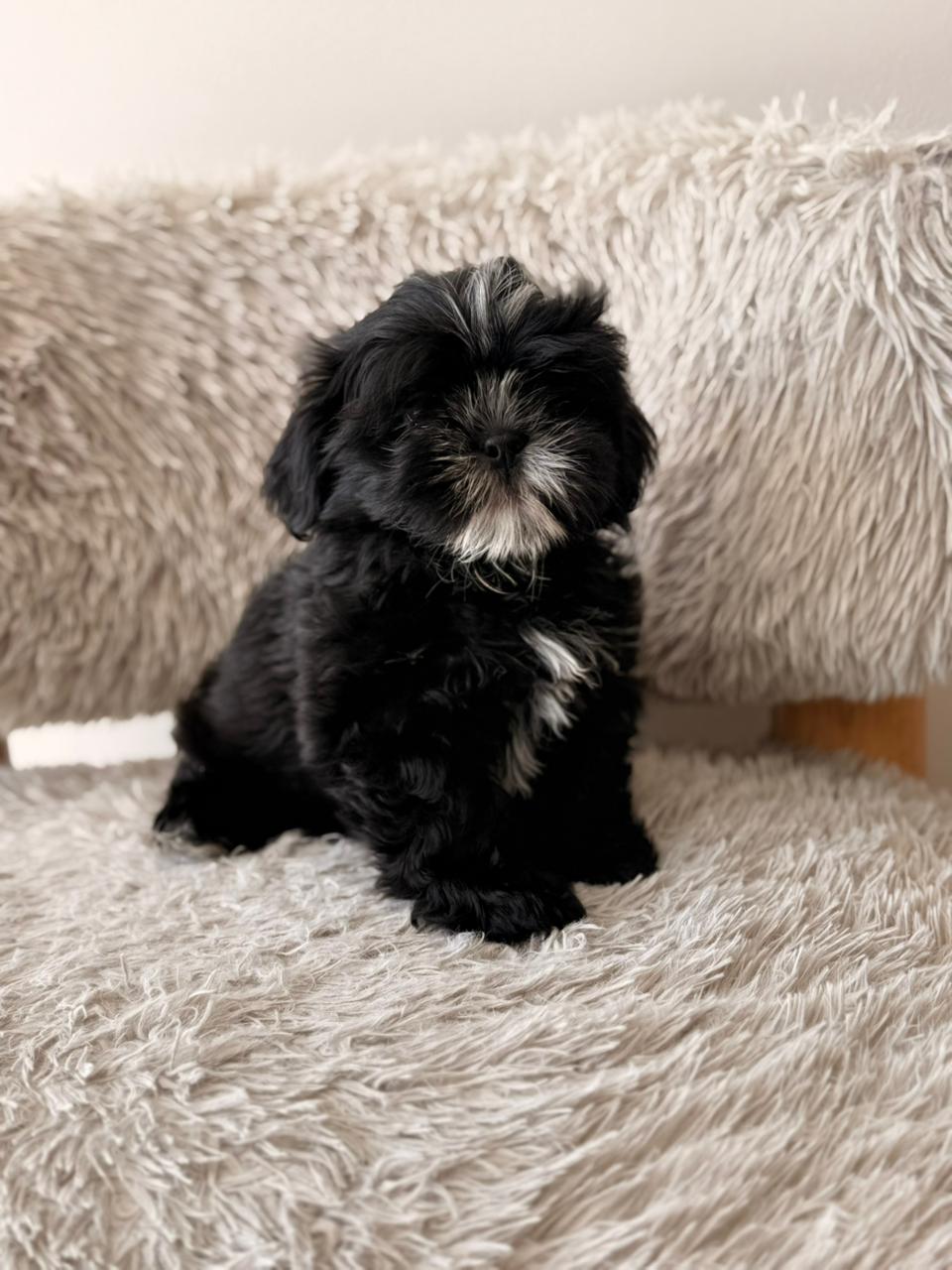 Cooper