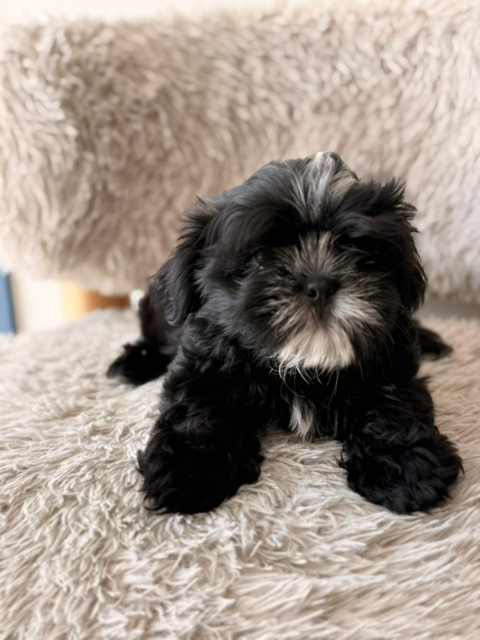 Cooper