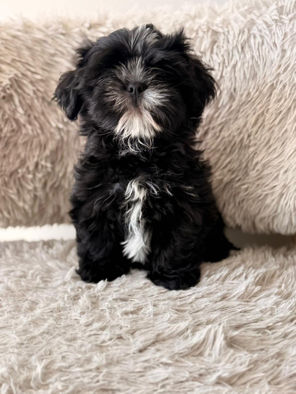 Cooper
