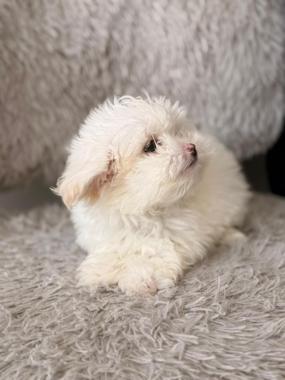 Cloud