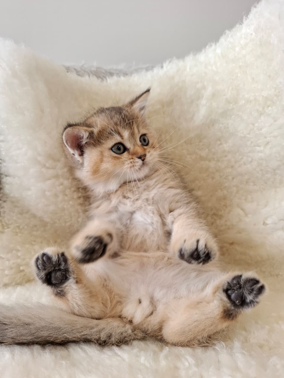 Notti