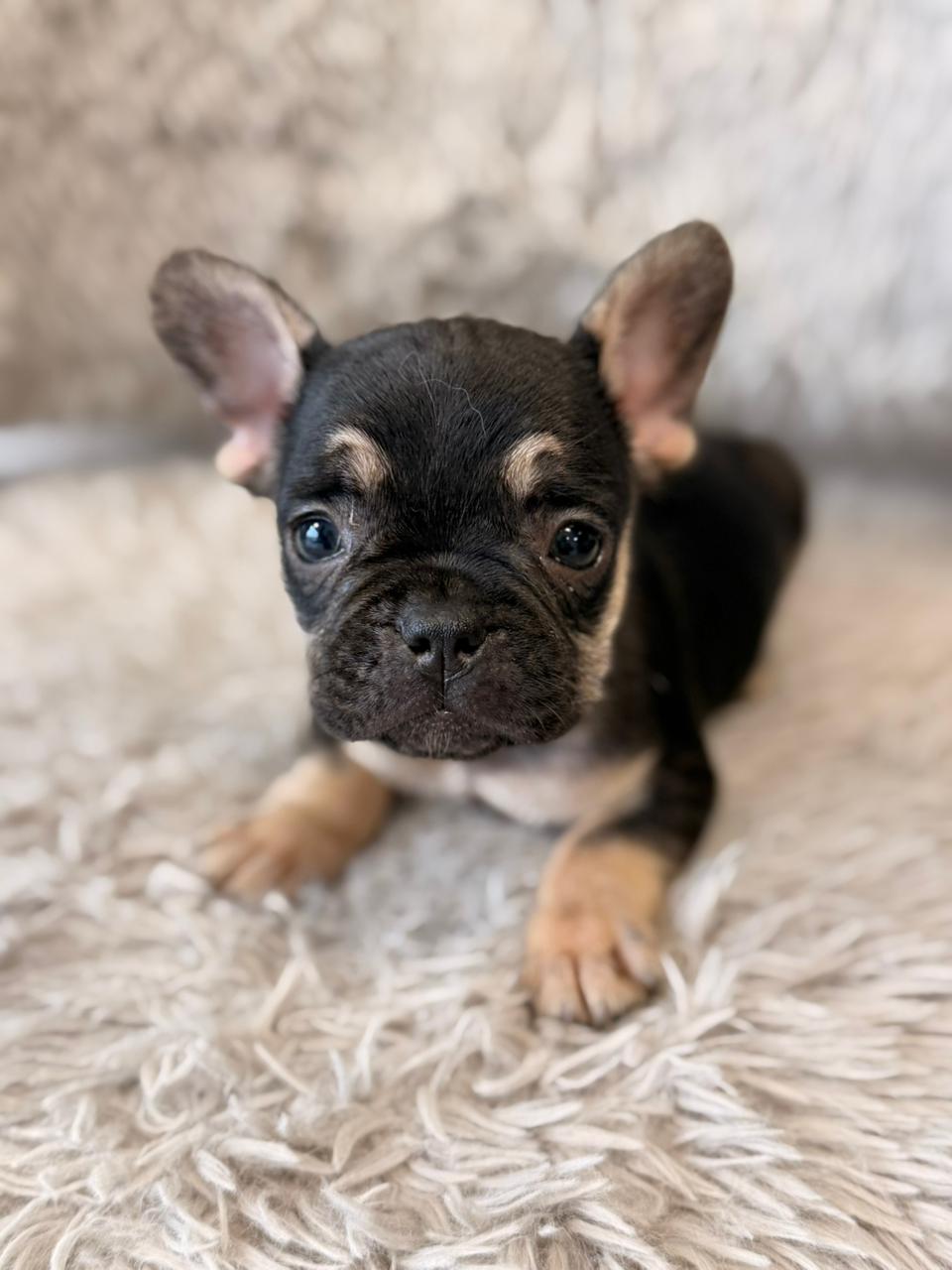 Nala