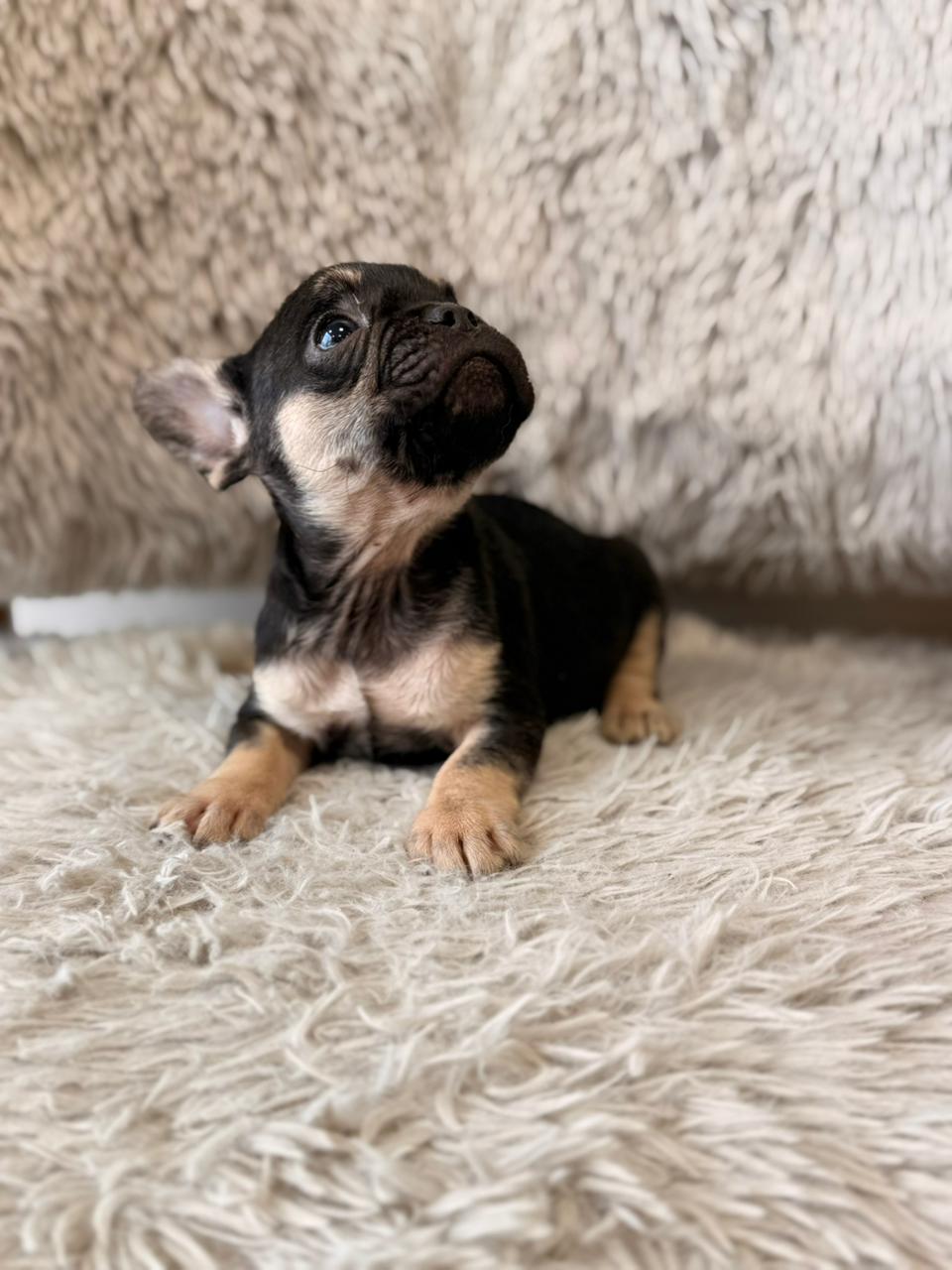 Nala