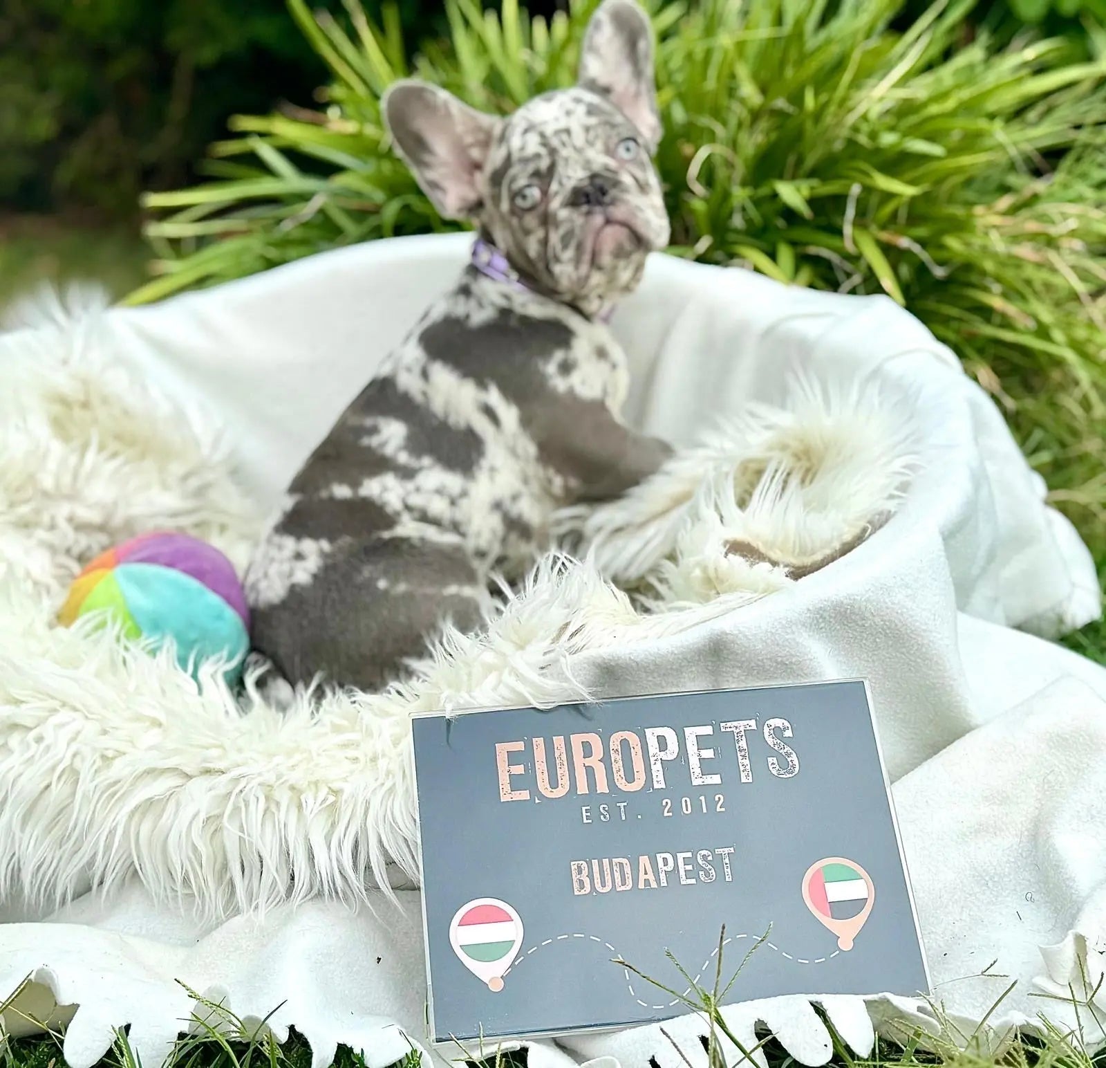 Lucy Europets Dubai