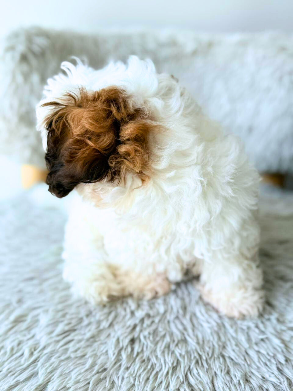Duke