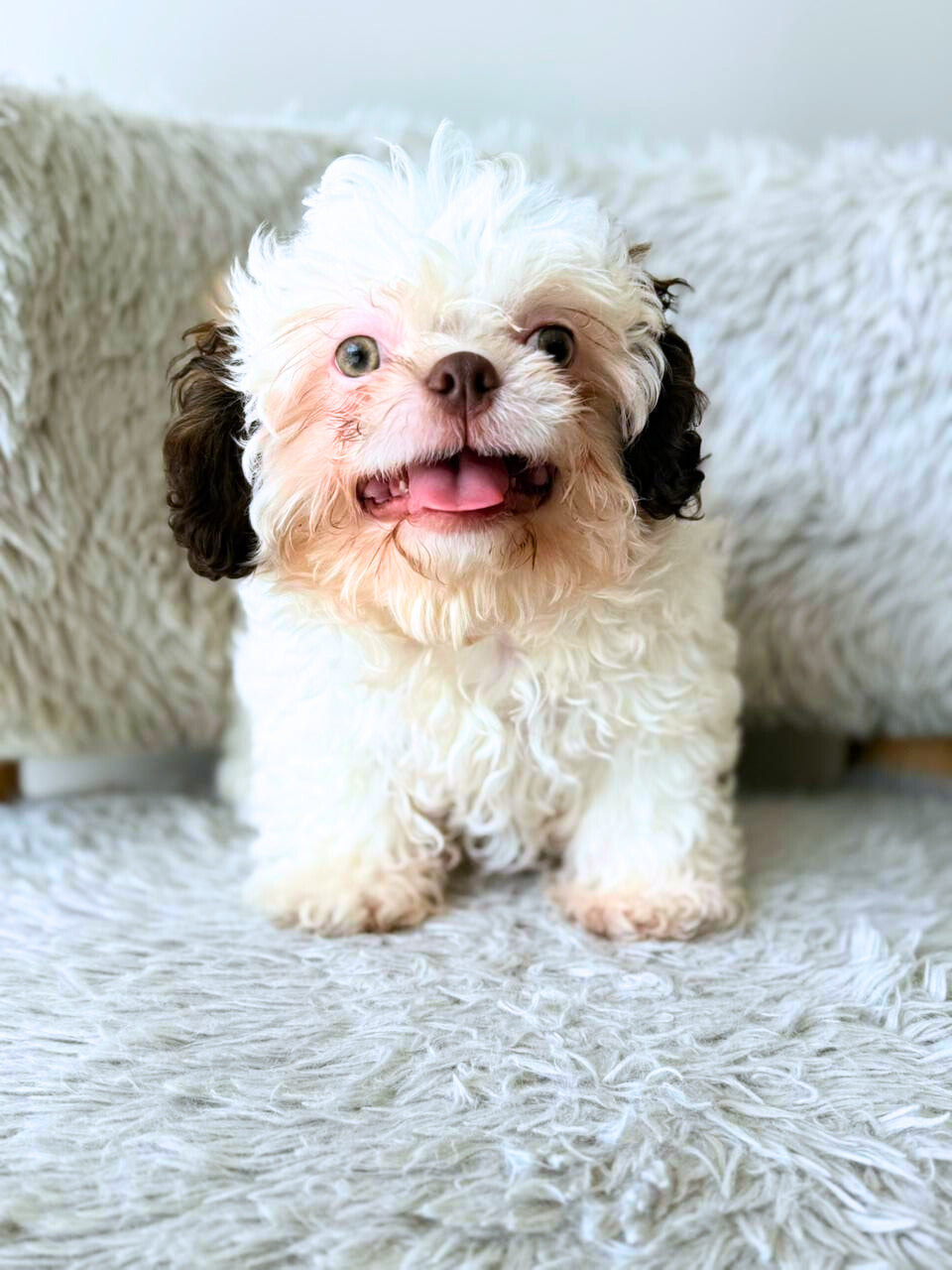 Duke