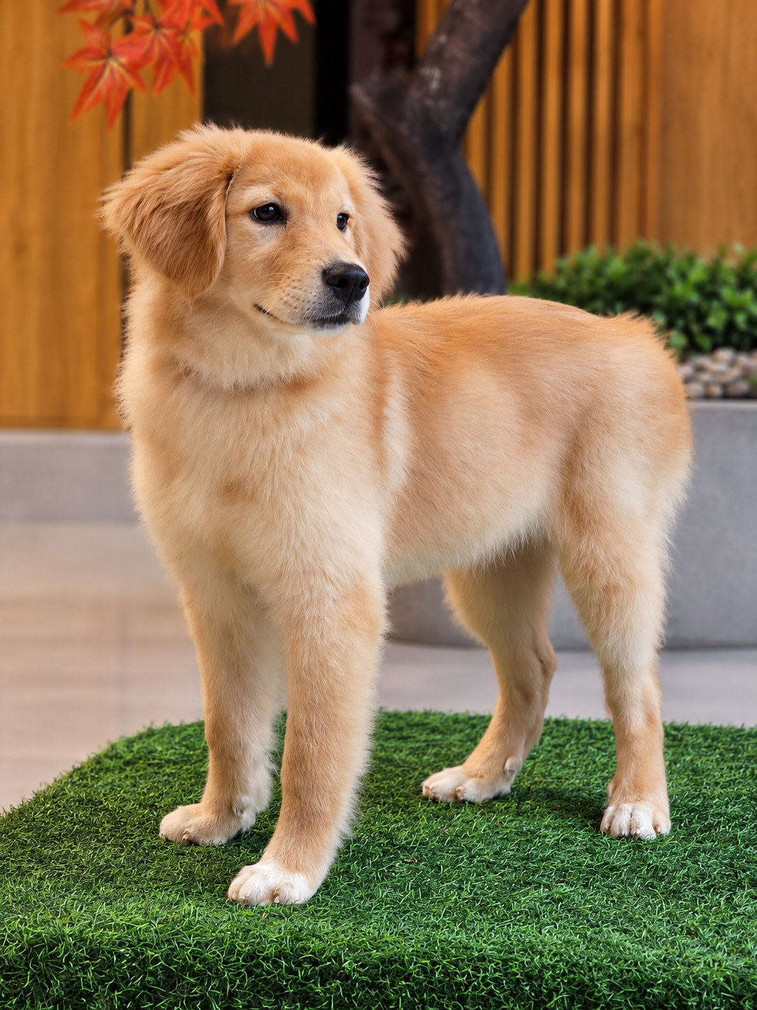 Alexa | Female Golden Retriever Puppy