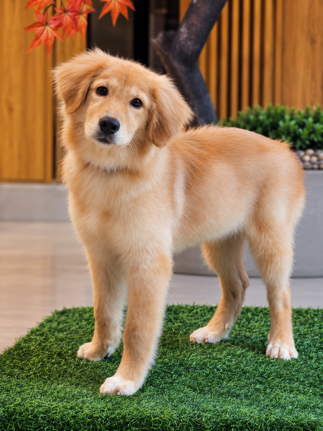 Alexa | Female Golden Retriever Puppy