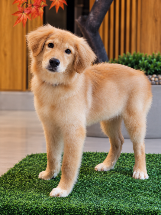 Alexa | Female Golden Retriever Puppy