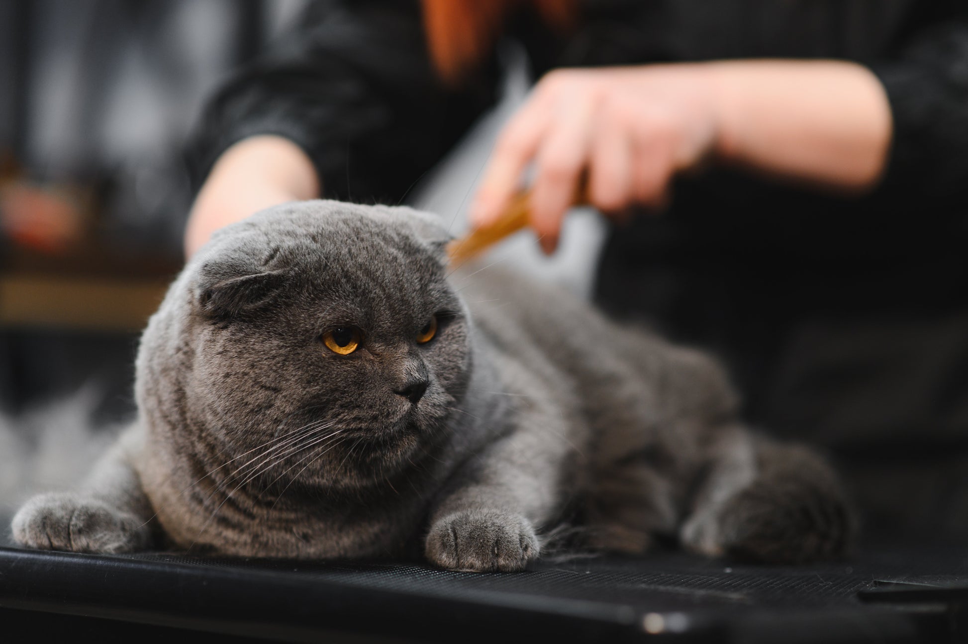 Full Cat Grooming Europets Dubai