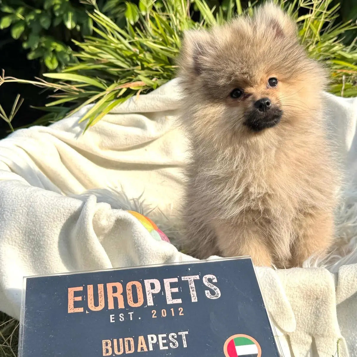 Angel Europets Dubai