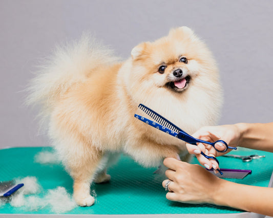 Basic Dog Grooming Europets Dubai